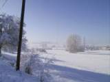 vogel37.JPG