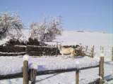 vogel76.JPG
