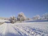 vogel85.JPG